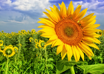 Fototapeta premium Sunflowers field