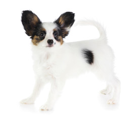 Puppy Papillon