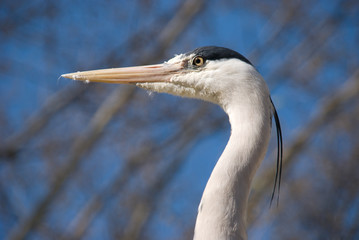 Garza real, Ardea cinerea