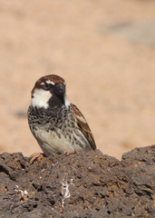 sparrow