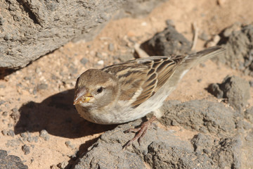 sparrow