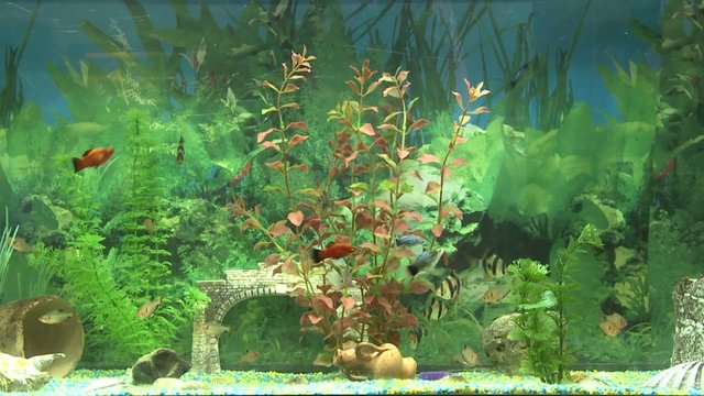 acquario