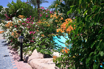 Lantern and flowering bushes