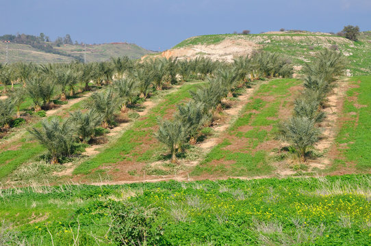 Young palms growing on a hill.