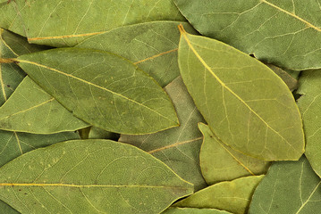 Dry bay leaves
