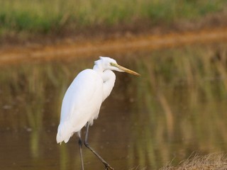 White Heron