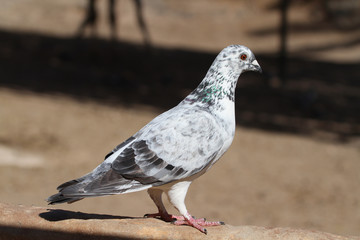 Pigeon