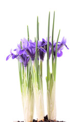 Fototapeta premium iris reticulata