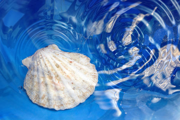 Shell in the water