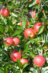 close up of an apple tree