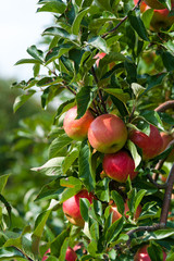 close up of an apple tree