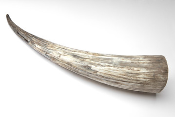 corne de vache 2