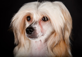 Groomed Chinese Crested Dog
