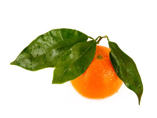 Tangerines with leaves isolated on white background