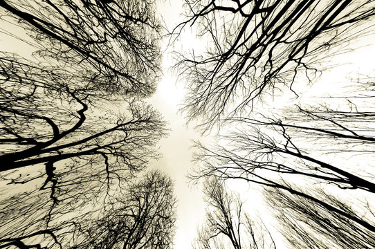 Fototapeta trees