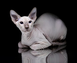 Young canadian sphynx cat lying on the mirror on black backgrou - 29991493