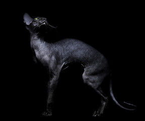 Young canadian sphynx cat standing on black background - 29991496