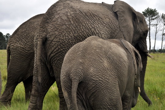 Elephantenfamilie