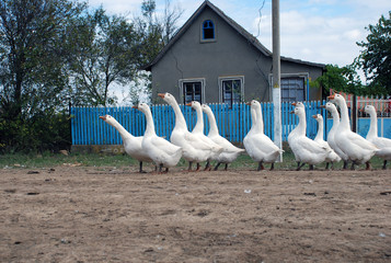 white gooses in Ukrainian village, Besarabia