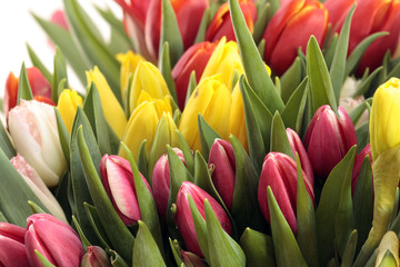 Spring Power. Colorful Tulip Flowers