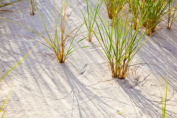 Wind blown grass on sand dune