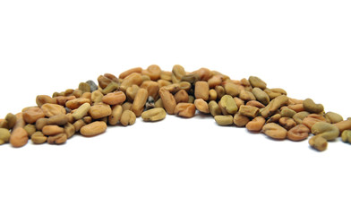 Bockshornklee Keimsprossen