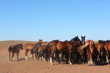 Fototapeta na wymiar Horse herd grazing on the steppe red clay hills