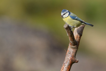 Blue Tit