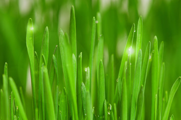 Obraz na płótnie Canvas Wheat grass