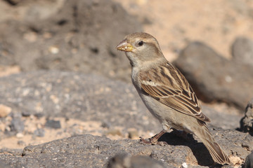 sparrow