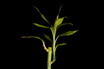 Fototapeta na wymiar Bambuspflanze