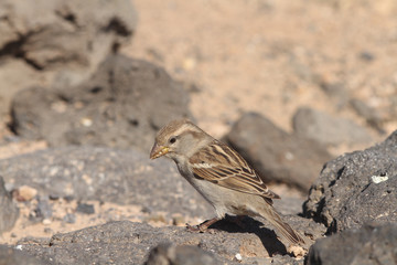 sparrow