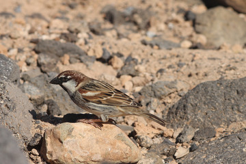 sparrow