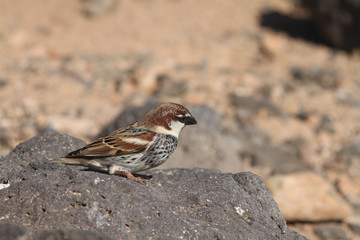 sparrow