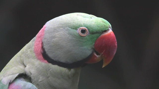 Green parrot