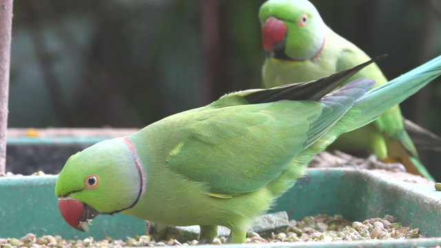Green parrot