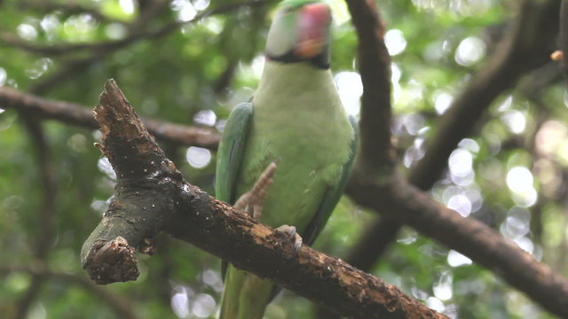 Green parrot
