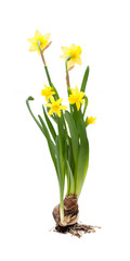 Narzissen (Narcissus)  vor weißem Hintergrund