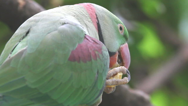 Green parrot