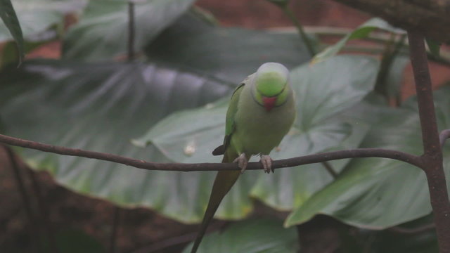 Green parrot