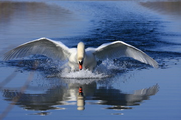 a swan majestic attack to protect his female