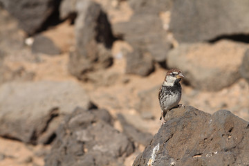 sparrow