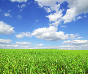 Obraz premium field