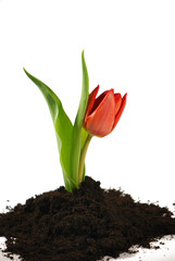 Obraz premium Tulpe in Erde
