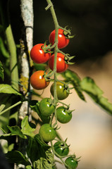 grappe de tomate-cerise