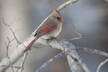 Northern cardinal on a branch