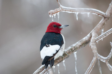 Fototapeta premium Red-headed woodpecker on icy branch
