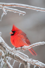 Northern Cardinal perched on branch