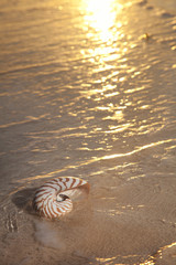 nautilus shell in the sea , sunset.very warm light, shallow dof