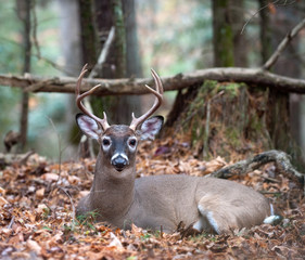Fototapeta premium White-tailed deer buck bedded in woods